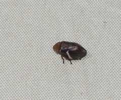 Bathyllus albicinctus