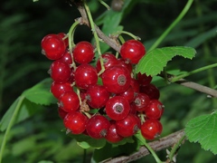 Ribes atropurpureum
