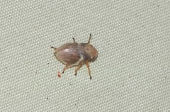 Bathyllus albicinctus