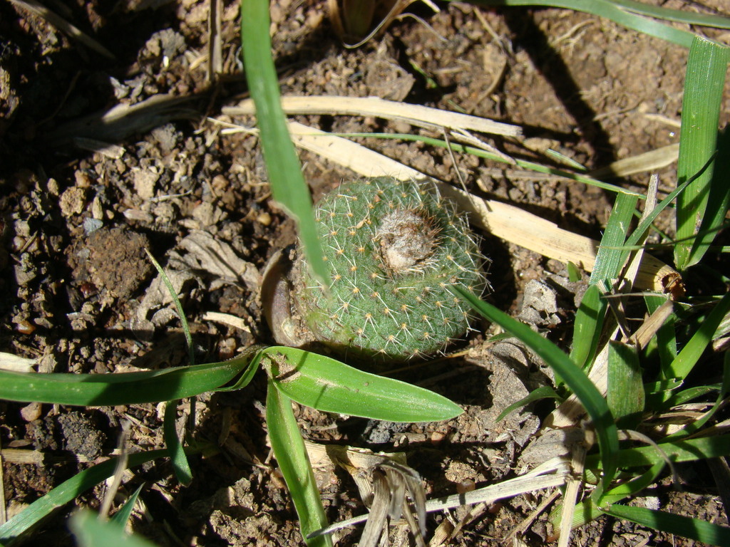 Frailea pygmaea in March 2007 by fanfont. Frailea pygmaea subsp ...