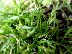 Carex inversa