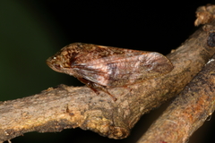 Cephisus siccifolius