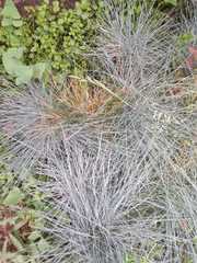 Liliopsida