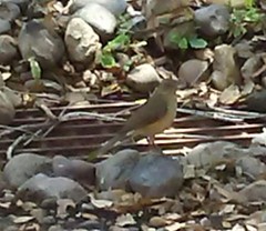 Turdus grayi
