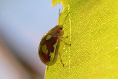 Paropsisterna nobilitata