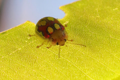 Paropsisterna nobilitata