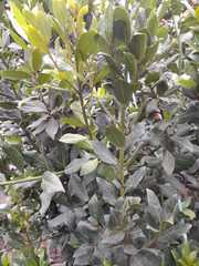Magnoliopsida