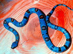 Lampropeltis alterna