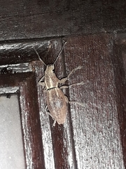 Naupactus dissimilis