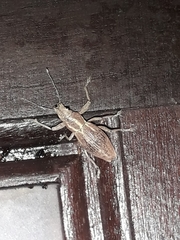 Naupactus dissimilis