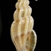 Villiersiella attenuata - Photo (c) WoRMS Editorial Board，保留部份權利CC BY-NC-SA