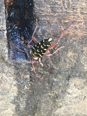 Placosternus difficilis