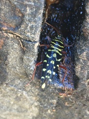 Placosternus difficilis