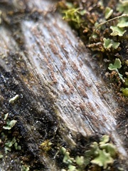 Xylographa trunciseda