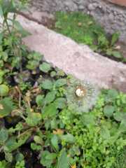 Asteraceae