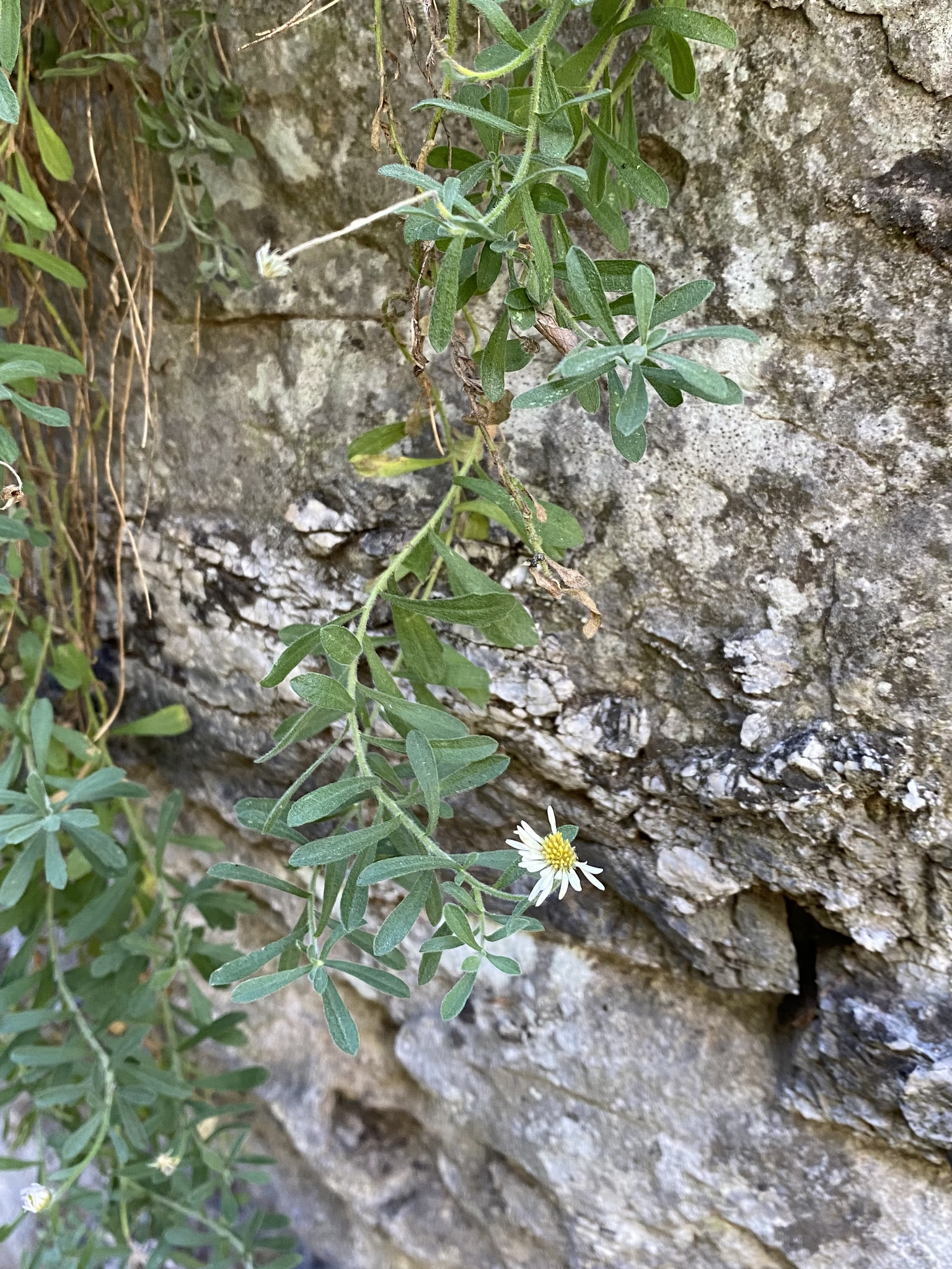Erigeron lemmonii