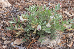 Astragalus eurekensis