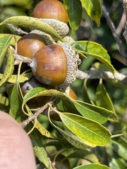 Lithocarpus konishii