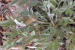 Astragalus eurekensis