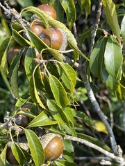 Lithocarpus konishii