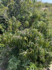 Lithocarpus konishii