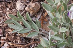 Astragalus eurekensis
