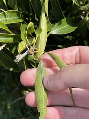 Lithocarpus konishii