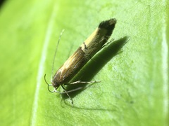 Labdia deliciosella