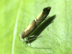 Labdia deliciosella