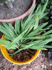 Liliopsida