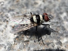 Anthomyia medialis