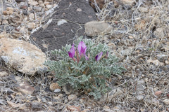 Astragalus newberryi castoreus
