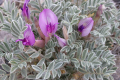 Astragalus newberryi castoreus
