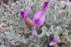 Astragalus newberryi castoreus