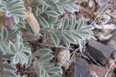 Astragalus newberryi castoreus