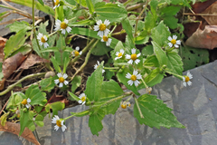 Galinsoga quadriradiata