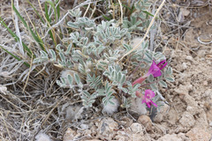 Astragalus newberryi castoreus