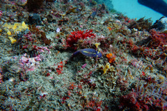 Clavelina meridionalis
