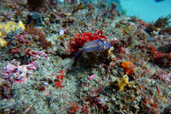 Clavelina meridionalis