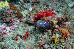Clavelina meridionalis