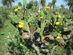 Opuntia elata