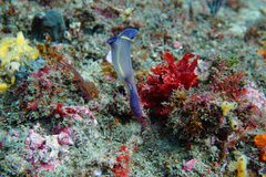 Clavelina meridionalis