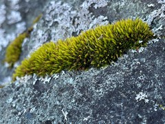 Schistidium maritimum