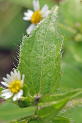 Galinsoga quadriradiata