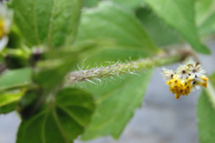Galinsoga quadriradiata