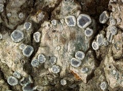 Myriolecis wetmorei
