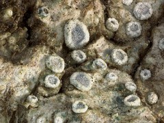 Myriolecis wetmorei