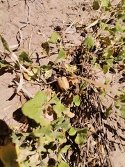 Aristolochia wrightii