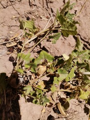 Aristolochia wrightii