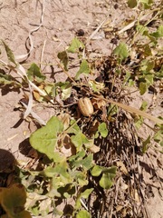 Aristolochia wrightii